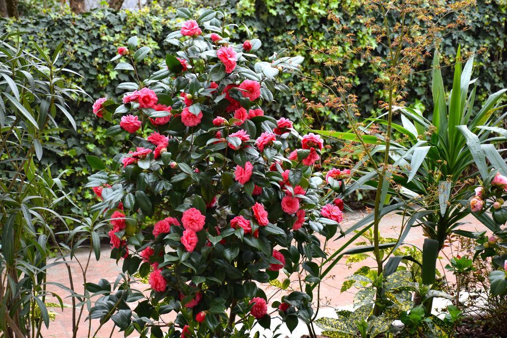 Guest house Leonardo Rho
